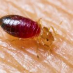 6 Bug Control Myths Exposed